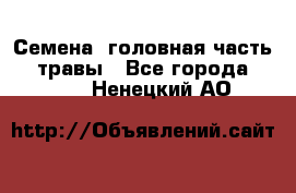 Семена (головная часть))) травы - Все города  »    . Ненецкий АО